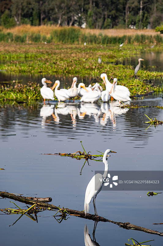 墨西哥城索奇米尔科运河中的大白鹭图片素材