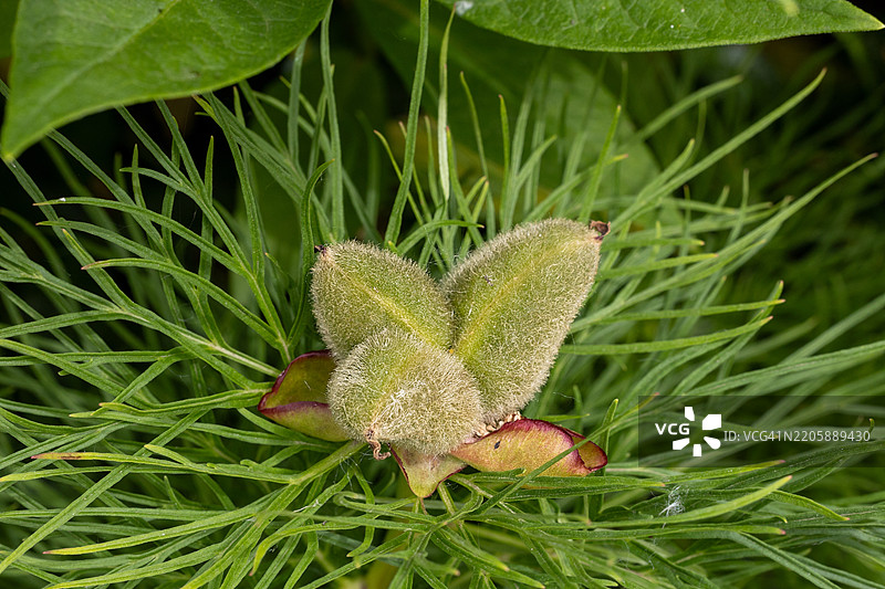 新鲜绿色叶片间的毛茸茸花蕾特写，春黄菊图片素材