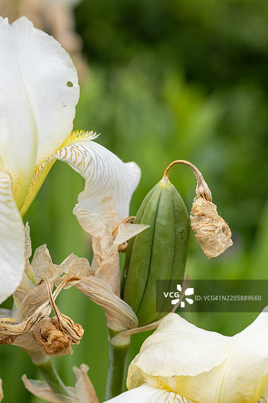 盛开的花园中白色鸢尾花的特写，带有种子荚图片素材