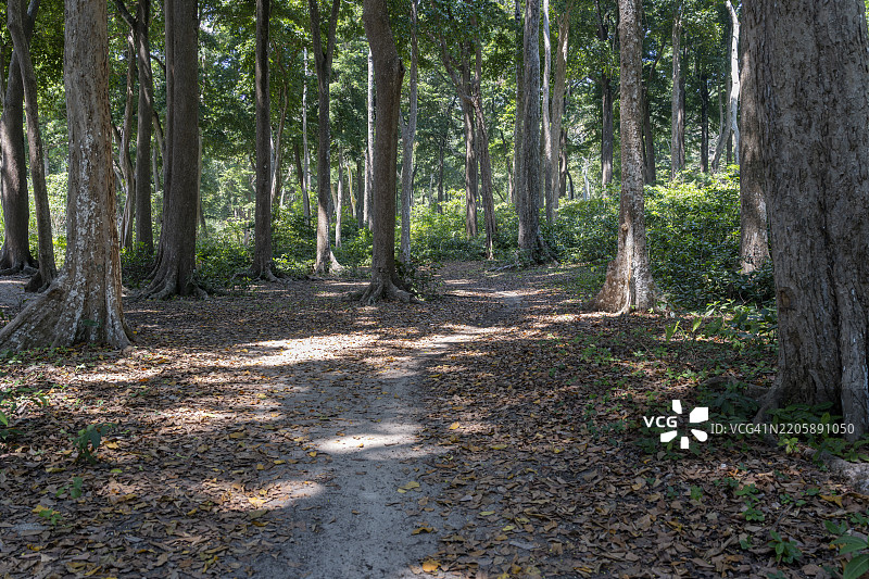 安达曼黄檀，海木槿，拉达那加尔海滩，哈夫洛克岛，安达曼和尼科巴群岛图片素材