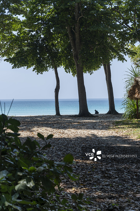 安达曼黄檀，海木槵，拉丹哈加尔海滩，哈维洛克岛，安达曼和尼科巴群岛图片素材