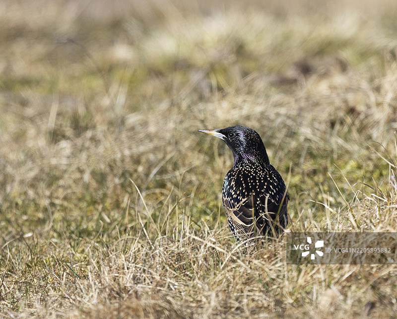 草地上的闪亮椋鸟图片素材
