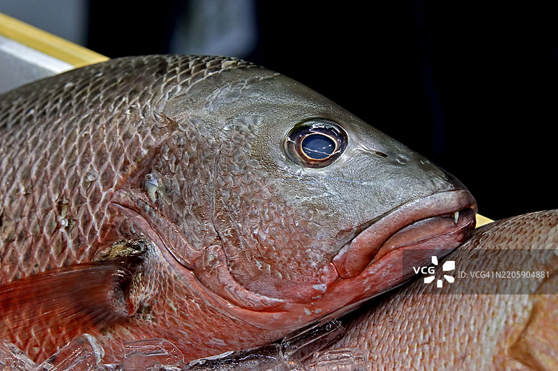 海鲜市场出售的鱼特写。图片素材