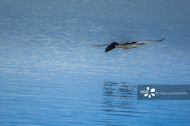 高角度视角的鹰在海上飞翔 - 长码头图片素材