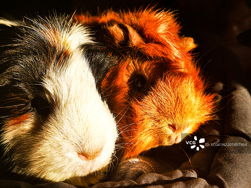 兔子的特写镜头图片素材