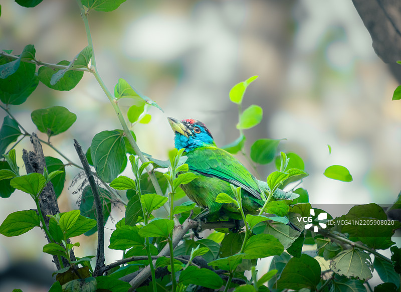 鹦鹉栖息在树上的特写镜头图片素材