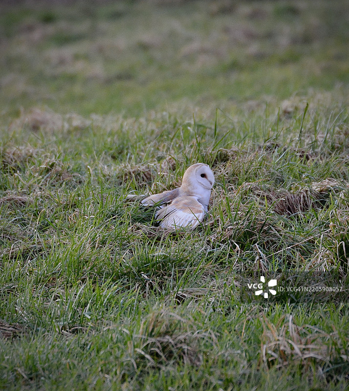 草地上的鸟特写，南特威奇，英国图片素材