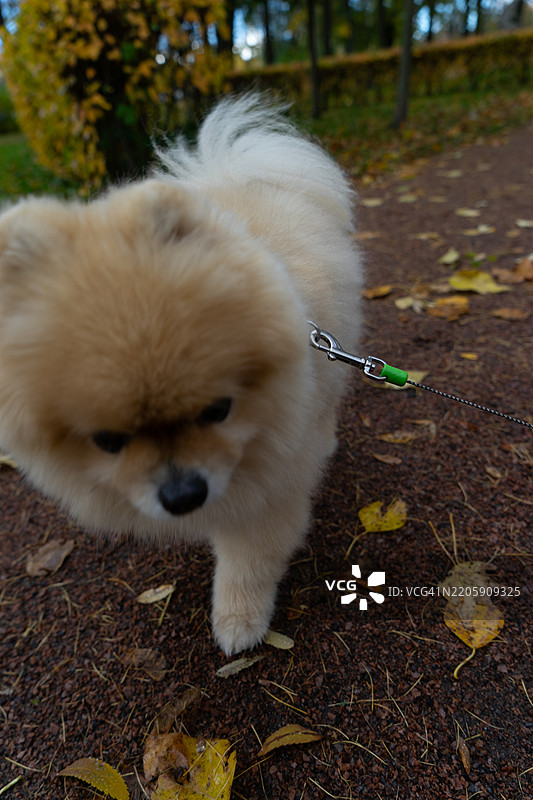 博美犬的特写肖像图片素材