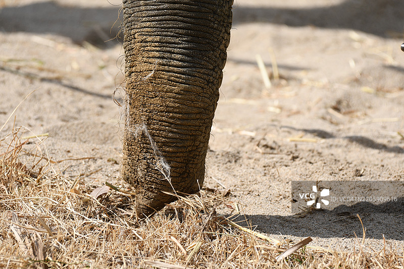 日本的大象特写图片素材