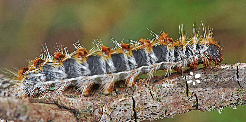 树上的昆虫特写图片素材