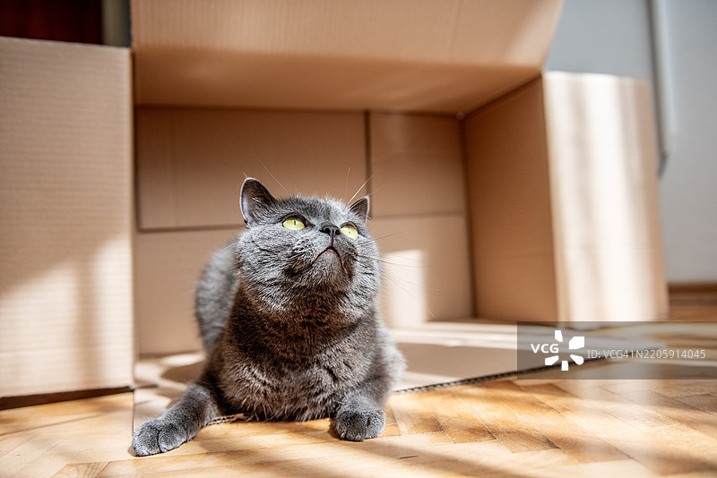 好奇的英国短毛猫在纸箱里放松。图片素材
