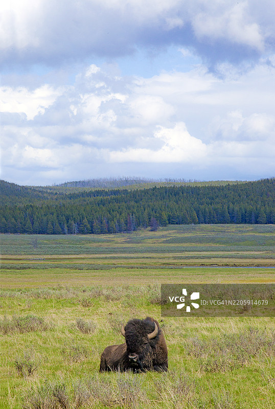 孤独的水牛在草原上睡觉图片素材