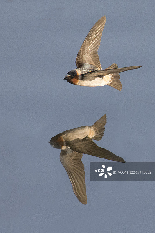 悬崖燕在飞翔，伴随倒影图片素材