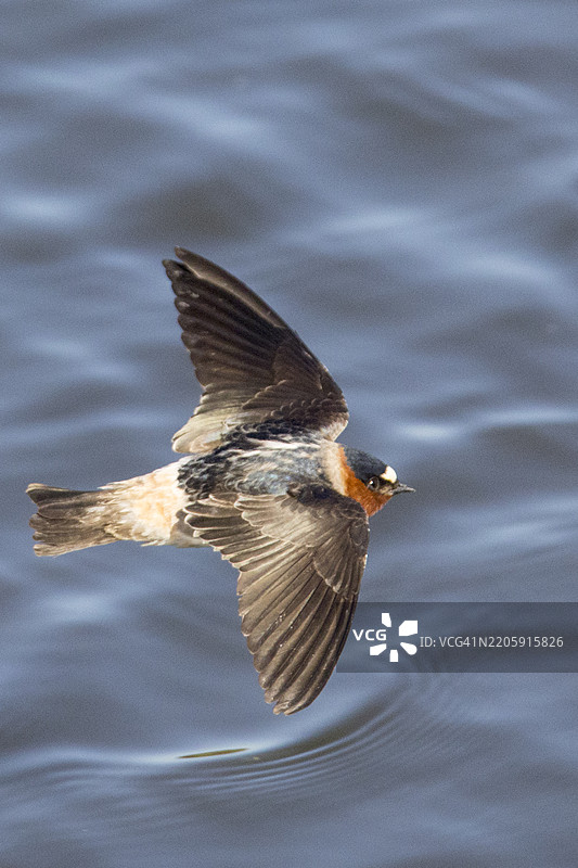 悬崖燕在飞翔图片素材