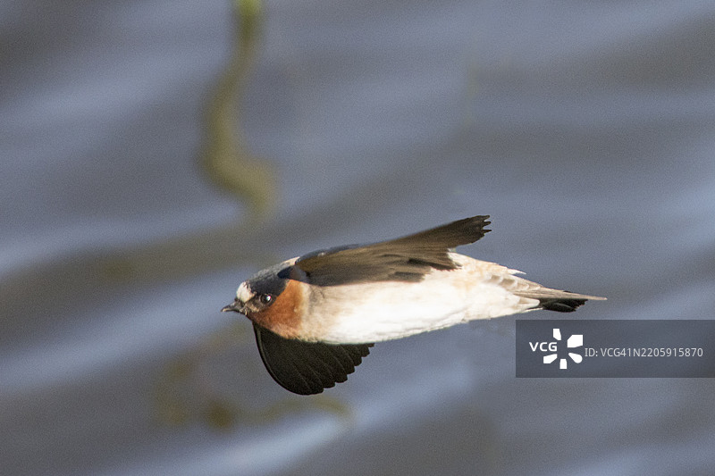 悬崖燕在飞翔图片素材