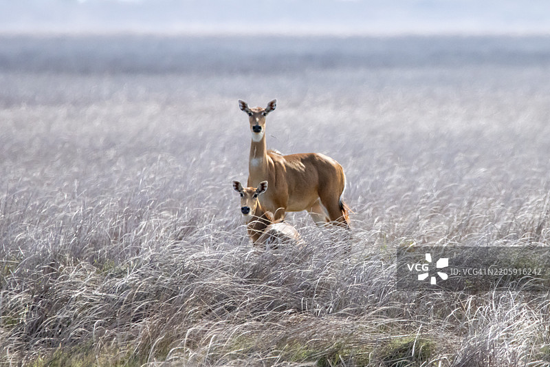 田野上站着的鹿的肖像图片素材