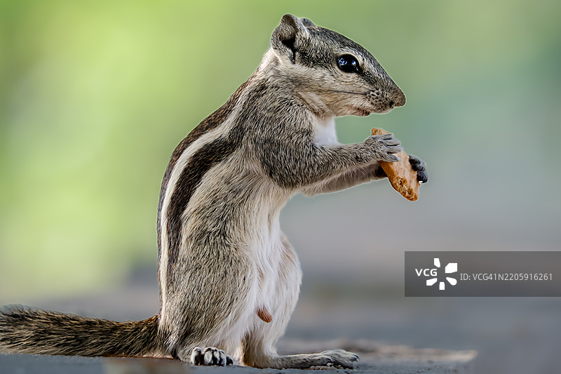 松鼠特写，正在吃食物图片素材