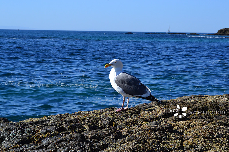 加利福尼亚州，美国，海边岩石上栖息的海鸥侧面视图，背景是晴朗的天空。图片素材