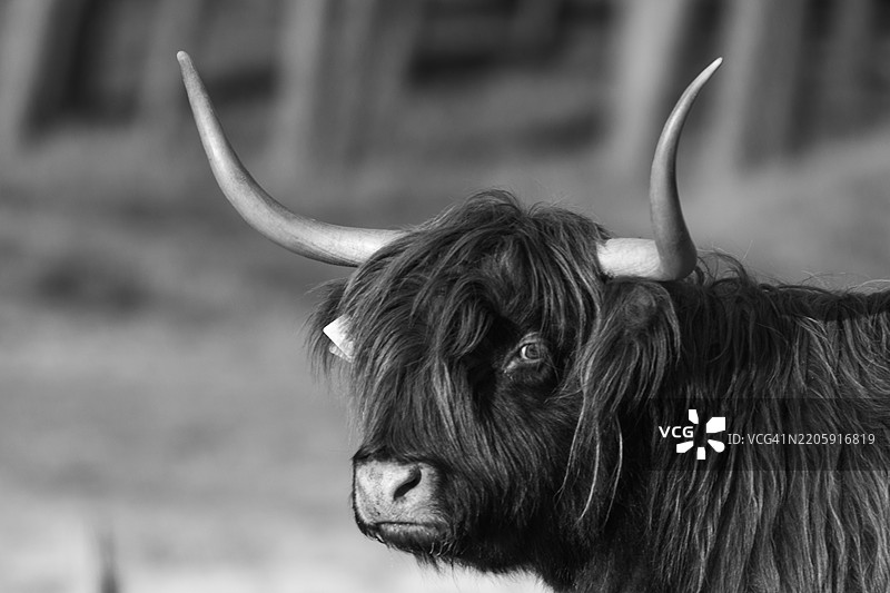 水牛特写图片素材