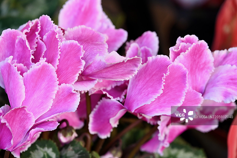 粉色花朵的特写图片素材