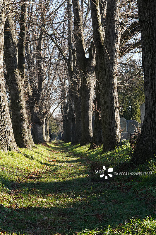 公园里的树木图片素材