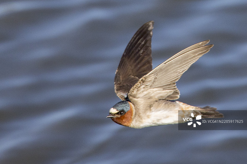 悬崖燕在飞翔图片素材