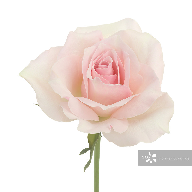 淡粉色玫瑰特写，带茎，放在白色方形背景上。图片素材