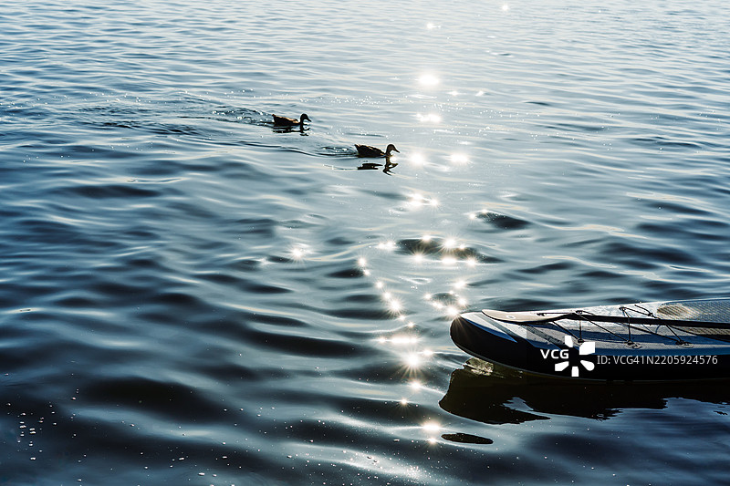 白天宁静的水面上，划水板和鸭子倒映在水中图片素材