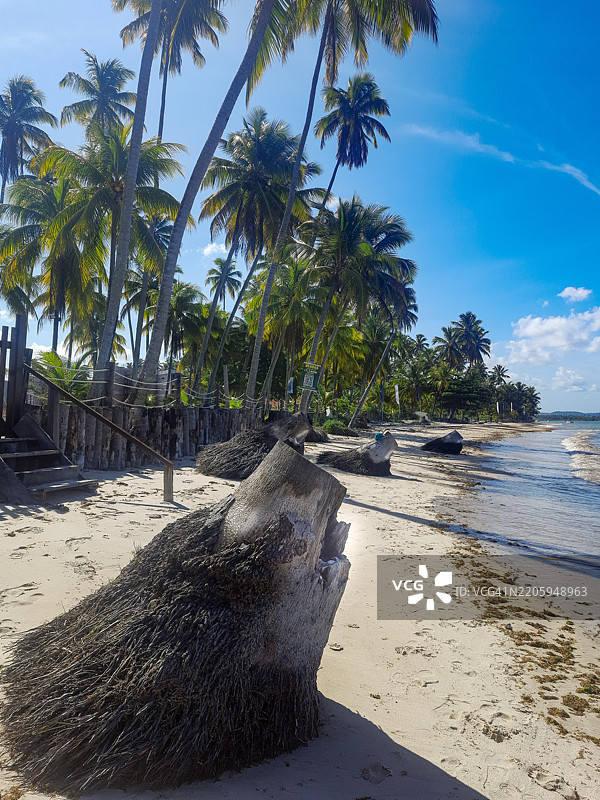 一片满是野猪的海滩。图片素材