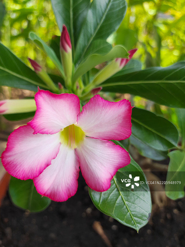 开花的沙漠玫瑰。图片素材