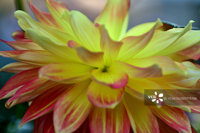 大丽花：丰富多样的形状、大小和颜色，成为景观中的热门选择图片素材