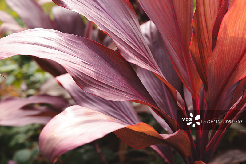 色彩丰富、美丽的观赏植物叶子展示出丰富多样的色调和色彩图片素材