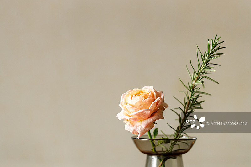 阳光下的美丽粉橙色玫瑰在木桌上。花卉自然背景与玫瑰花。图片素材