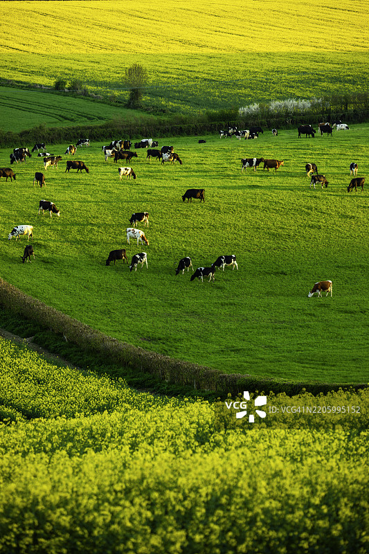春天的田野，英格兰多塞特的绿草如茵和牛群图片素材