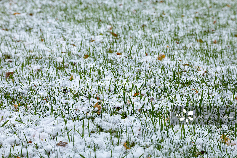郁郁葱葱的草地上轻轻覆盖着初冬飘落的雪花图片素材