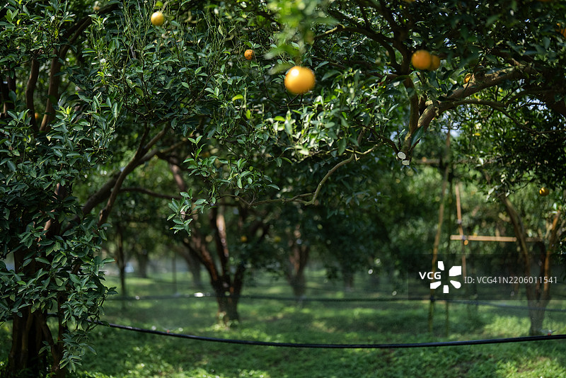 一颗成熟的亚洲橙果在郁郁葱葱的果园中，映衬着树木的绿色叶子。图片素材
