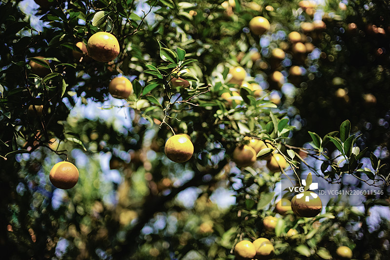 一颗成熟的亚洲橙子在郁郁葱葱的果园中，映衬着树上绿色的叶子。图片素材
