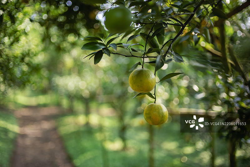 一颗成熟的亚洲橙果在郁郁葱葱的果园中，映衬着树木的绿色叶子。图片素材