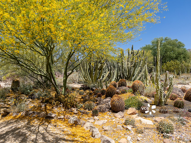 沙漠中的春天图片素材