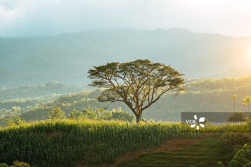 山坡上的孤独树木，背景是郁郁葱葱的山脉图片素材