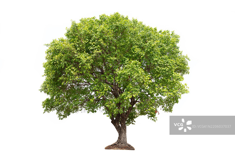 一棵绿叶繁茂的大树独自矗立在白色背景上图片素材