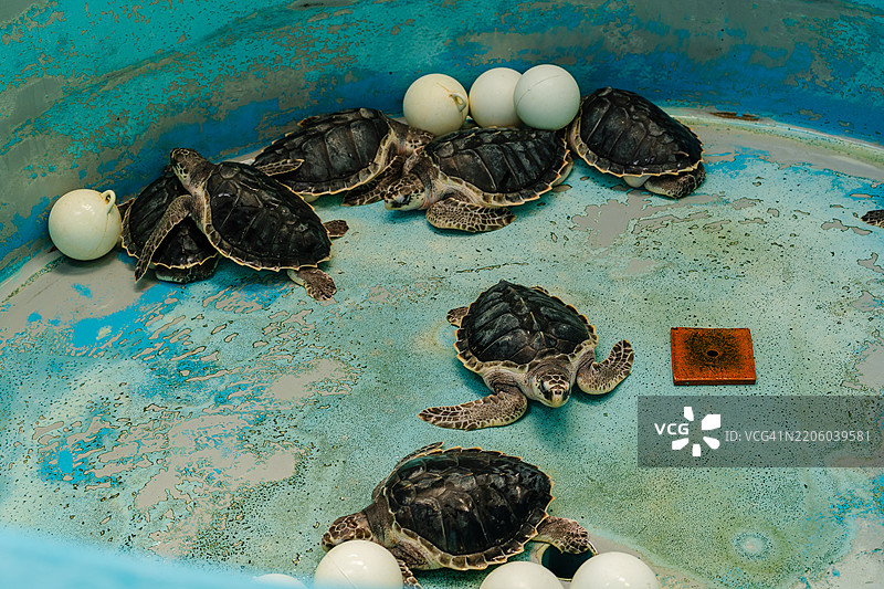 几只海龟在一个磨损的蓝色康复水箱中休息，这可能是海洋野生动物恢复救助或保护项目的一部分。图片素材