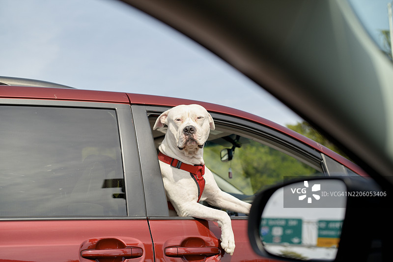 白狗在红色汽车里探出窗外，享受阳光明媚的日子里的美景。美国佛罗里达州迈阿密图片素材