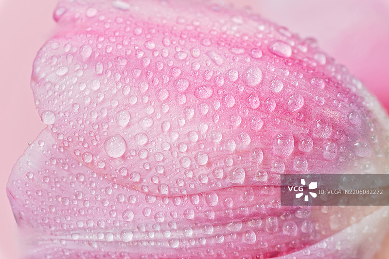 柔和光线下带水珠的精致春天郁金香图片素材