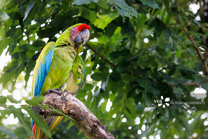 伟大的绿金刚鹦鹉图片素材