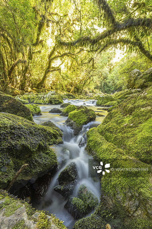 在新西兰里瓦卡的浓密森林环境中，里瓦卡河的长时间曝光，覆盖着苔藓。图片素材