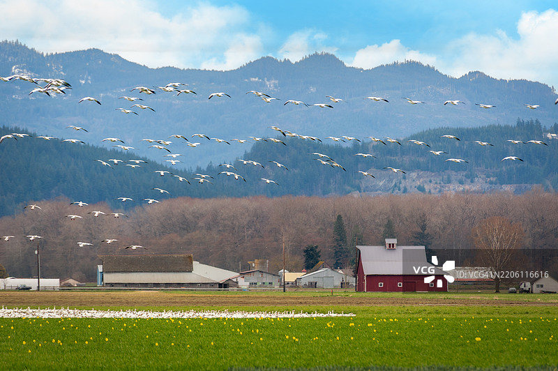 成千上万只雪雁从北极繁殖地迁徙到华盛顿的斯卡吉特谷。图片素材