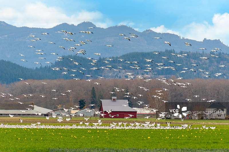 成千上万只雪雁从北极繁殖地迁徙到华盛顿的斯卡吉特谷。图片素材