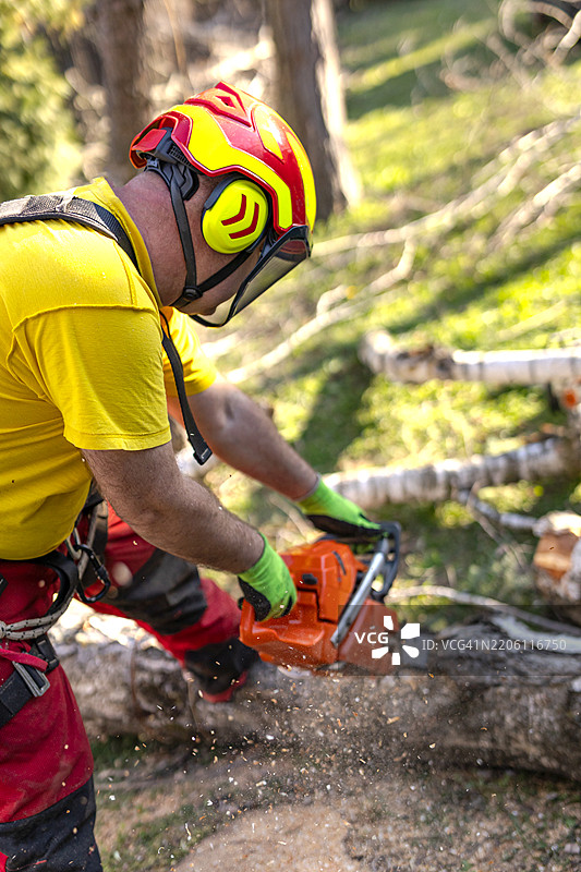 树艺师在修剪树枝图片素材