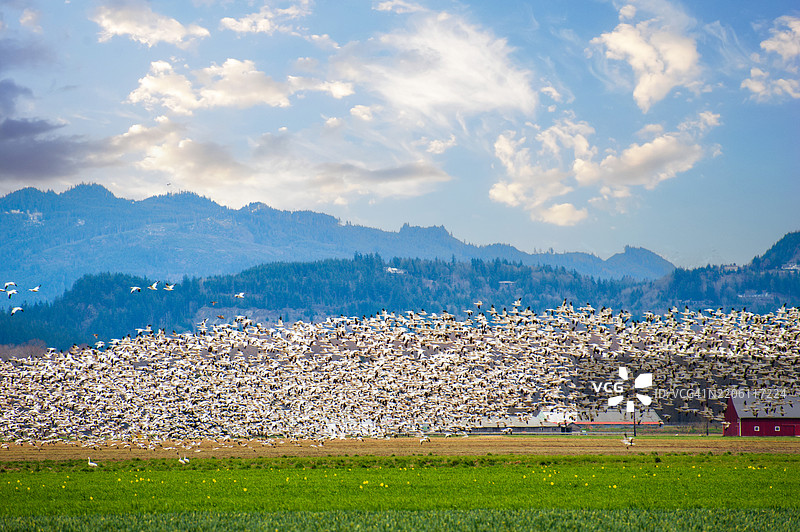 成千上万只雪雁从北极繁殖地迁徙到华盛顿的斯卡吉特谷。图片素材